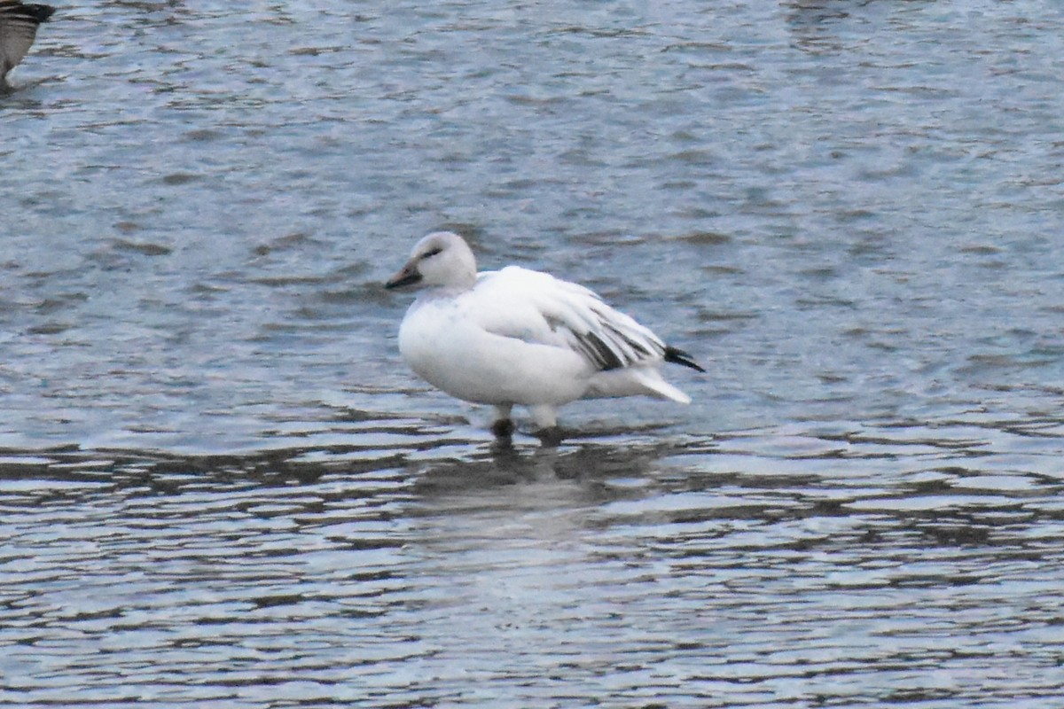Snow Goose - ML647205632
