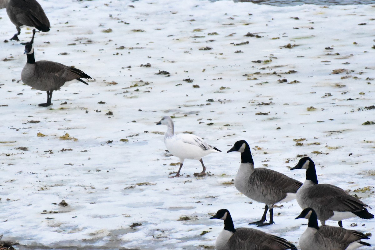 Snow Goose - ML647205633