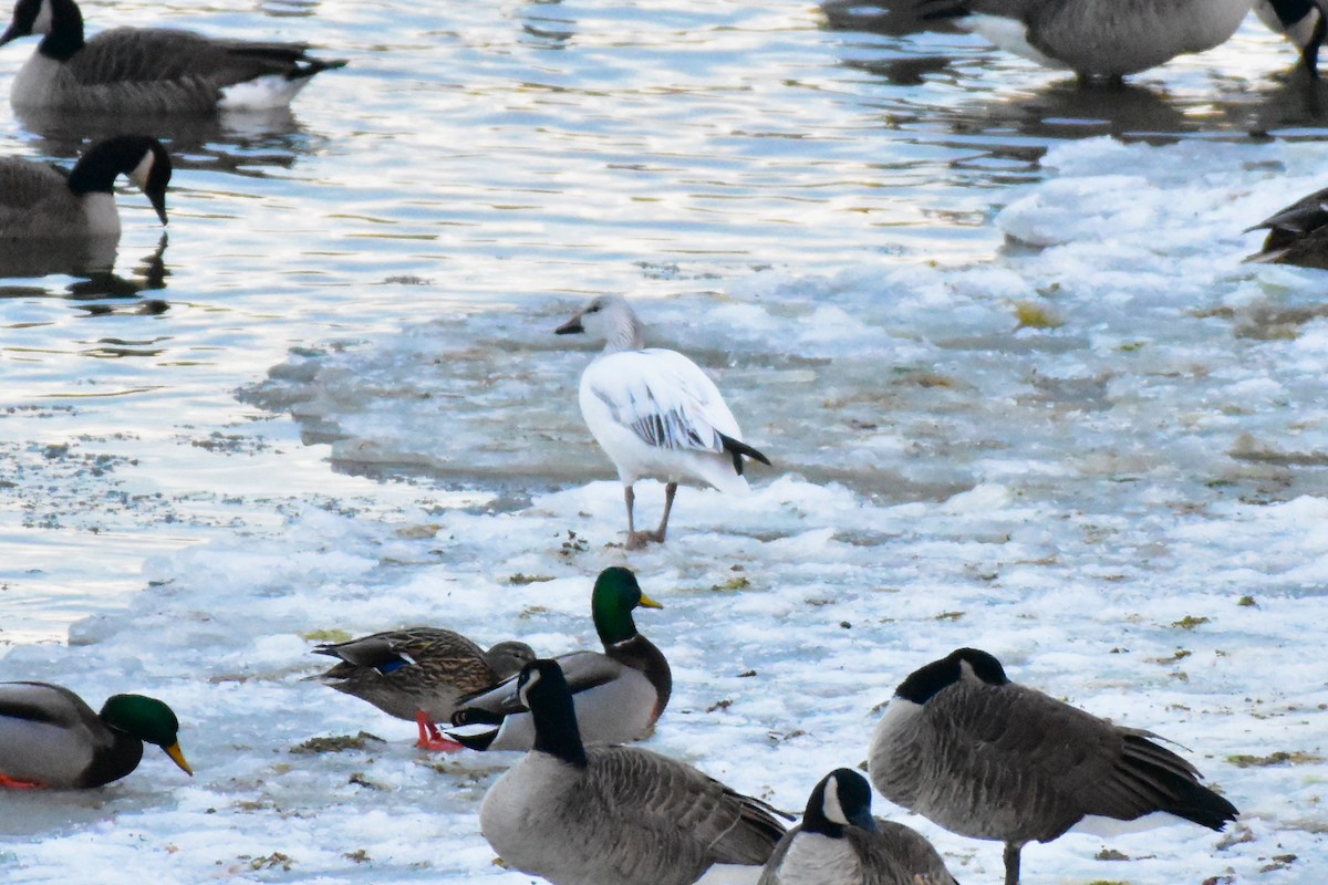 Snow Goose - ML647205634