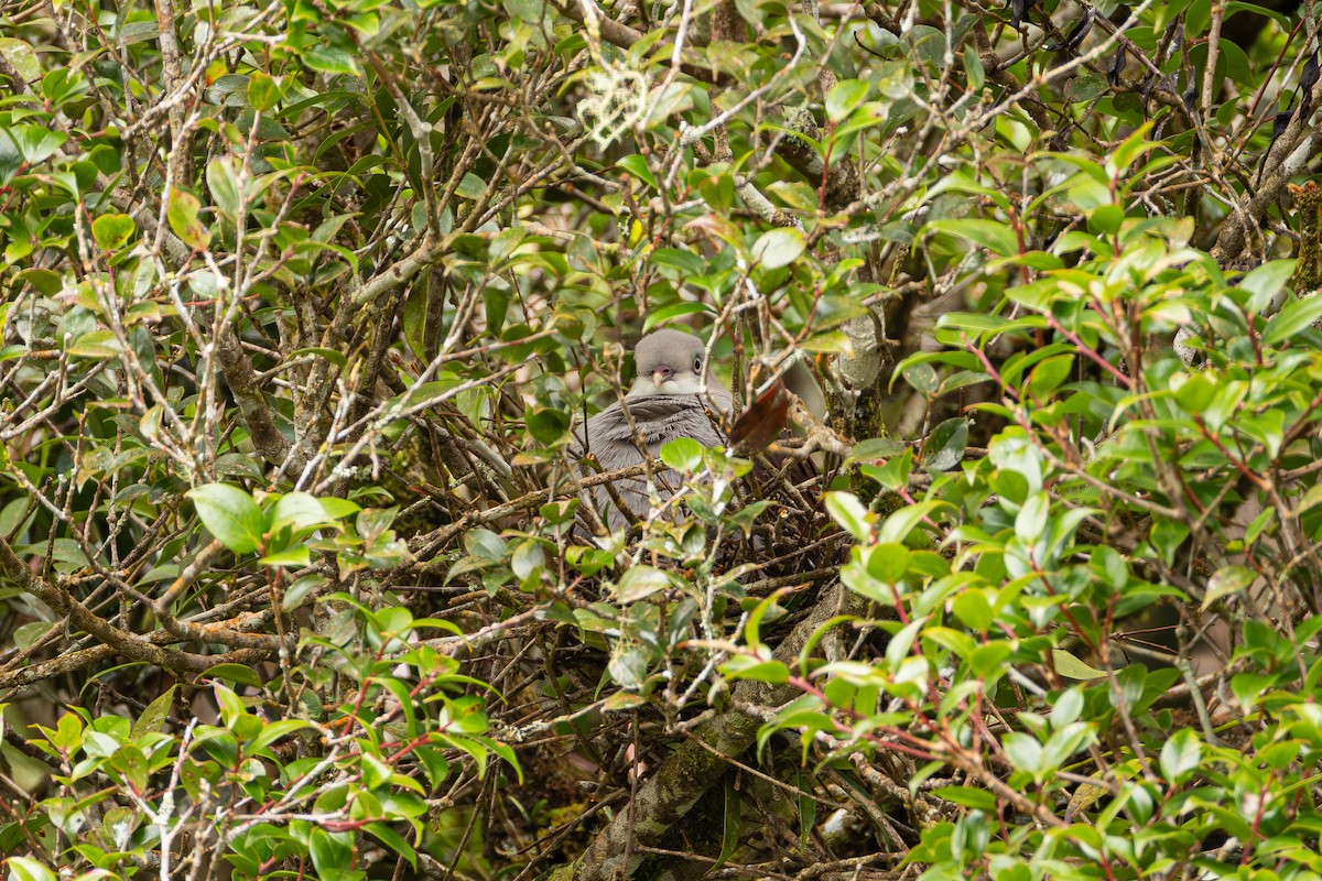 Горный плодовый голубь - ML647205648