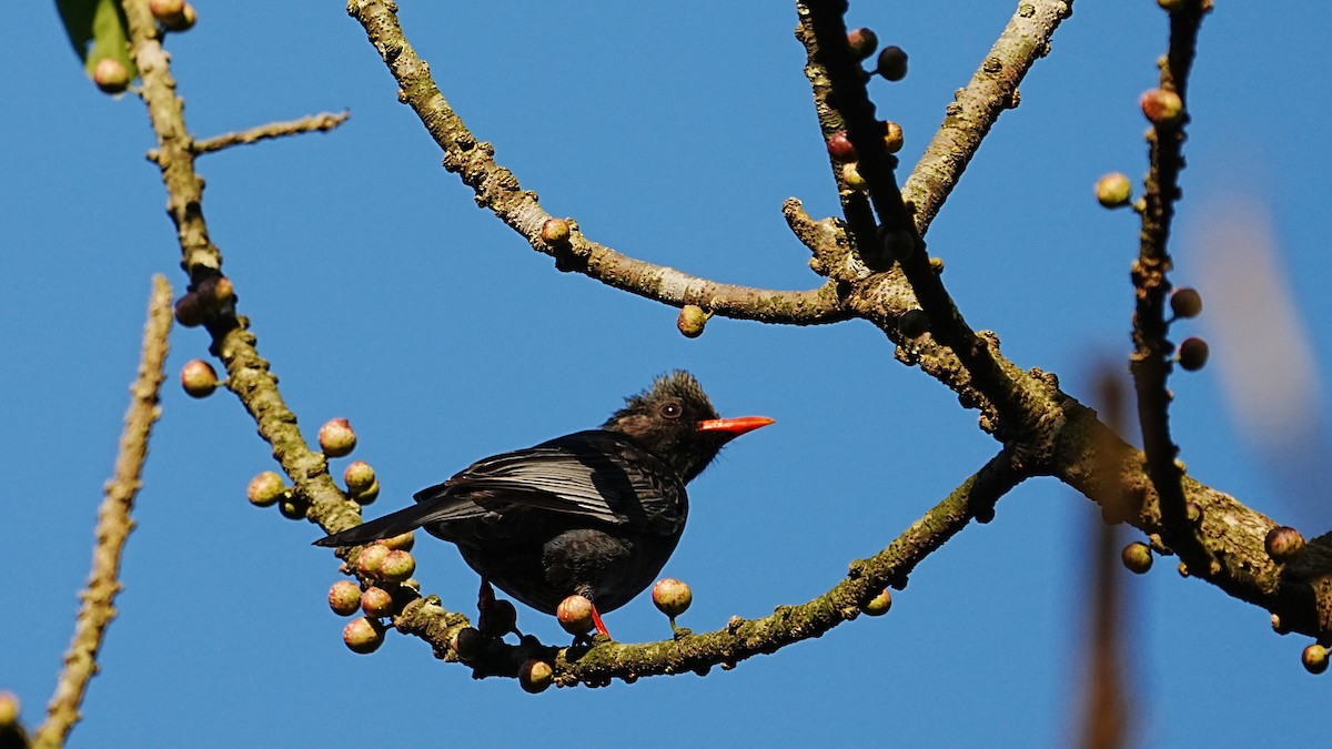 Black Bulbul - ML647205649