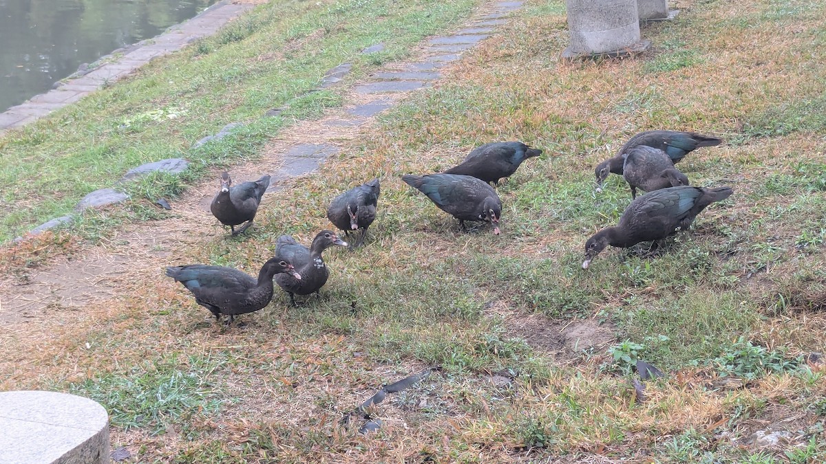 Muscovy Duck (Domestic type) - ML647205655