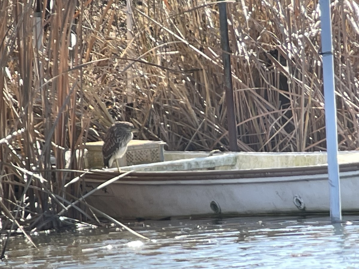 Квак звичайний - ML647205662