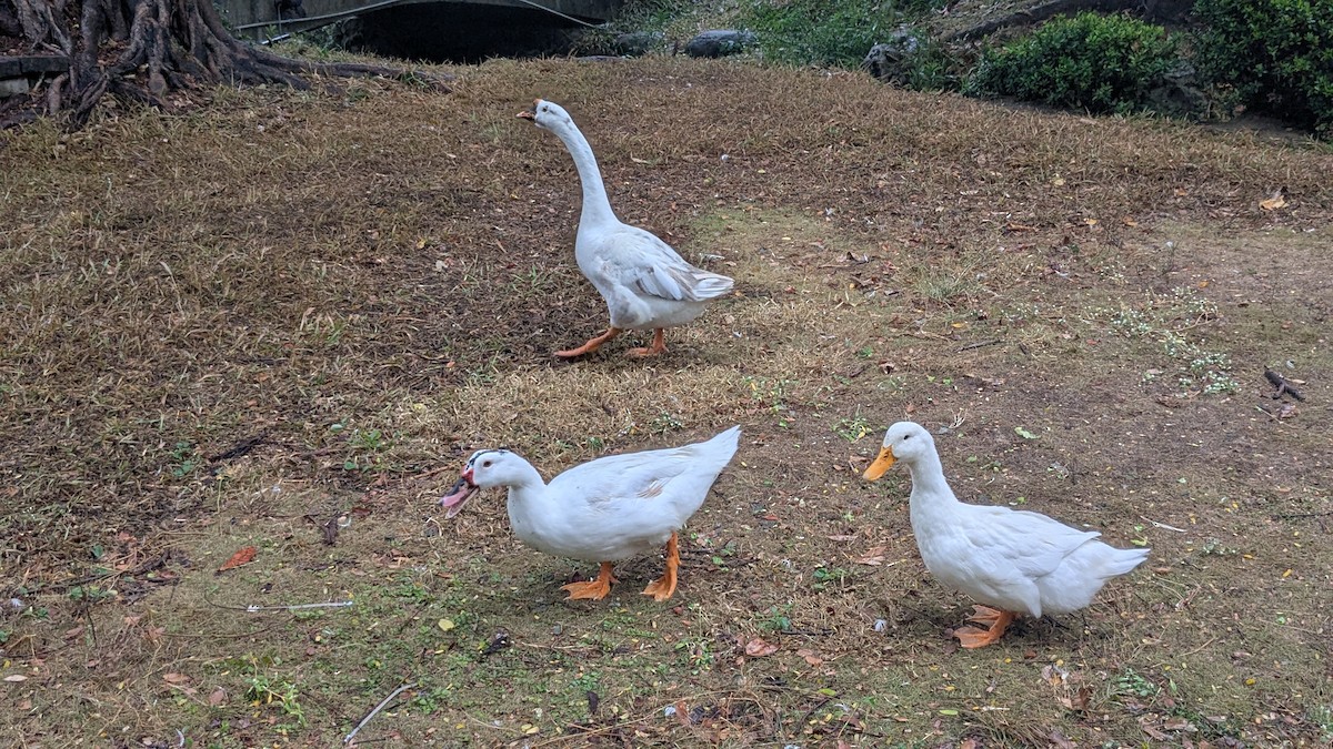 duck sp. - ML647205666