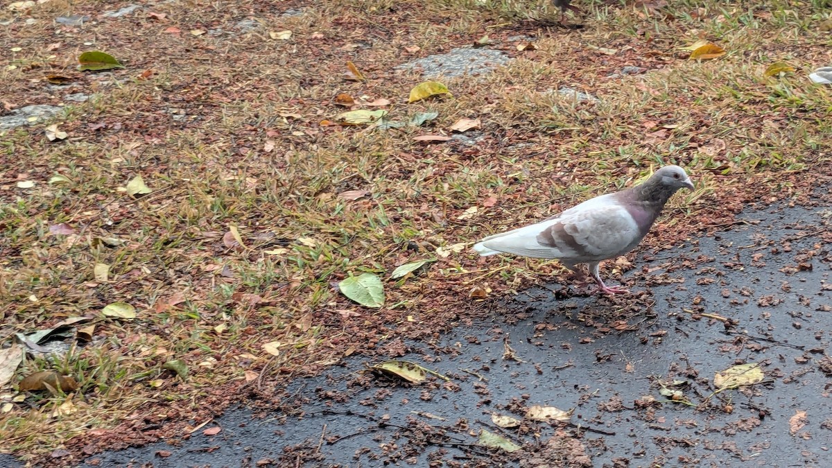 יונת בית - ML647205675