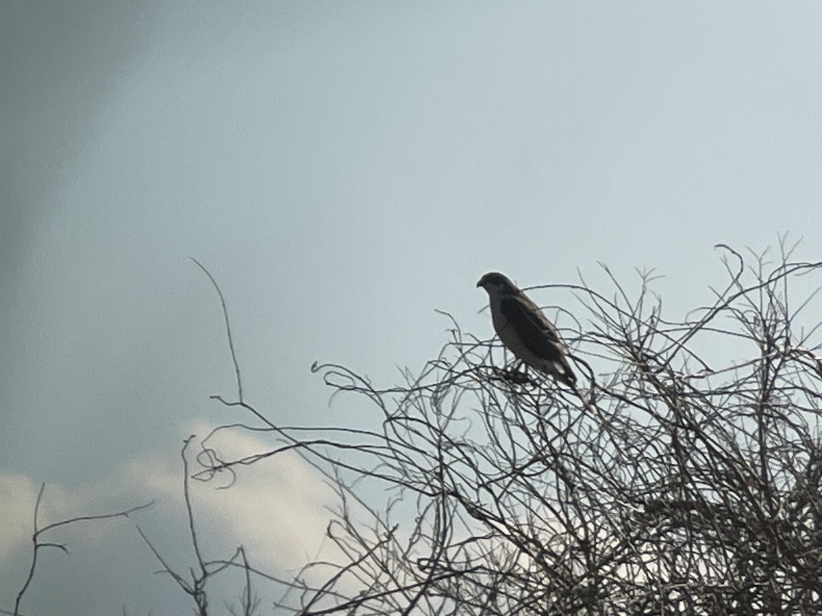 Яструб великий - ML647205681