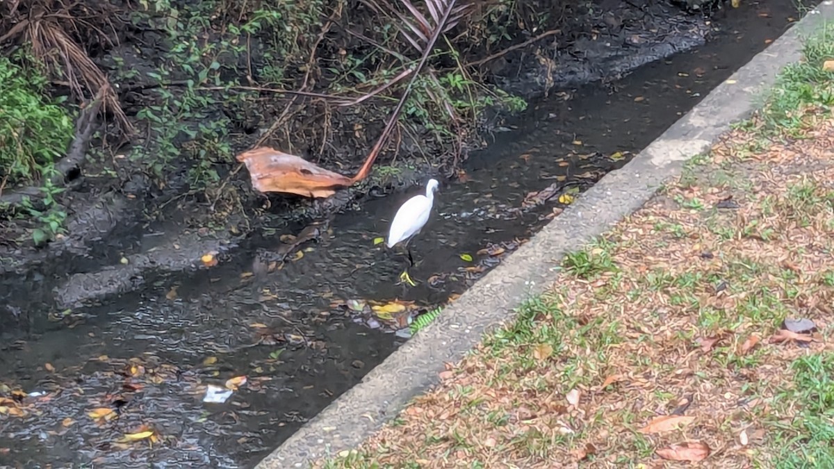 Little Egret - ML647205682