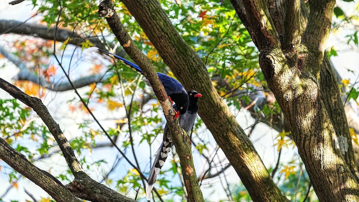 Taiwan Blue-Magpie - ML647205685