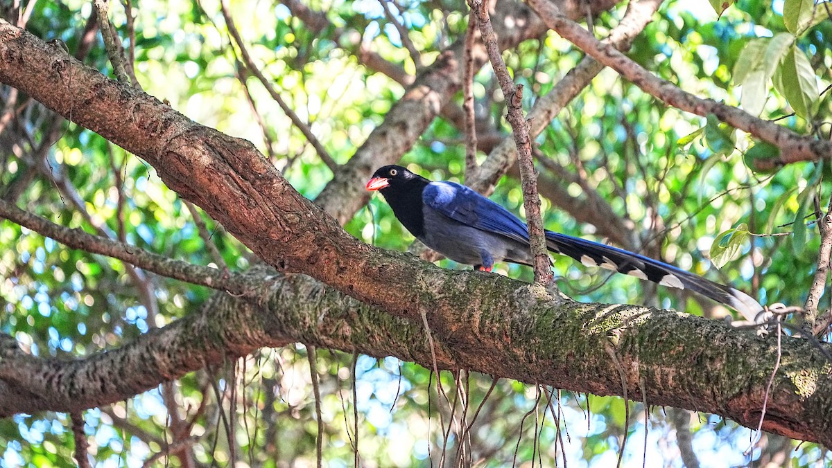 Taiwan Blue-Magpie - ML647205686