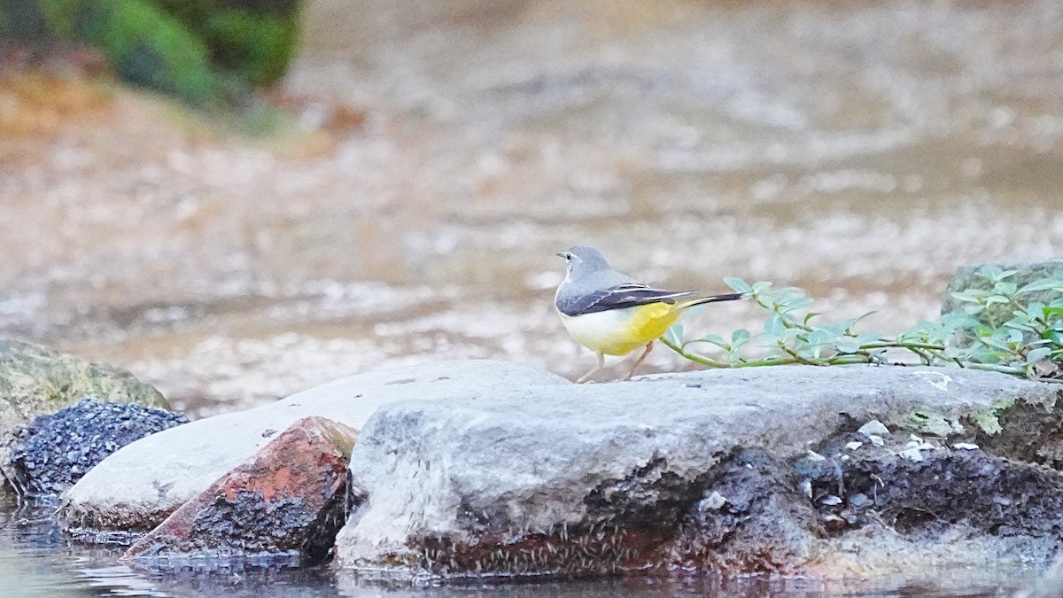 Уулын цэгцгий - ML647205690