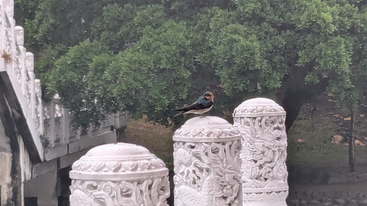 Pacific Swallow - ML647205692