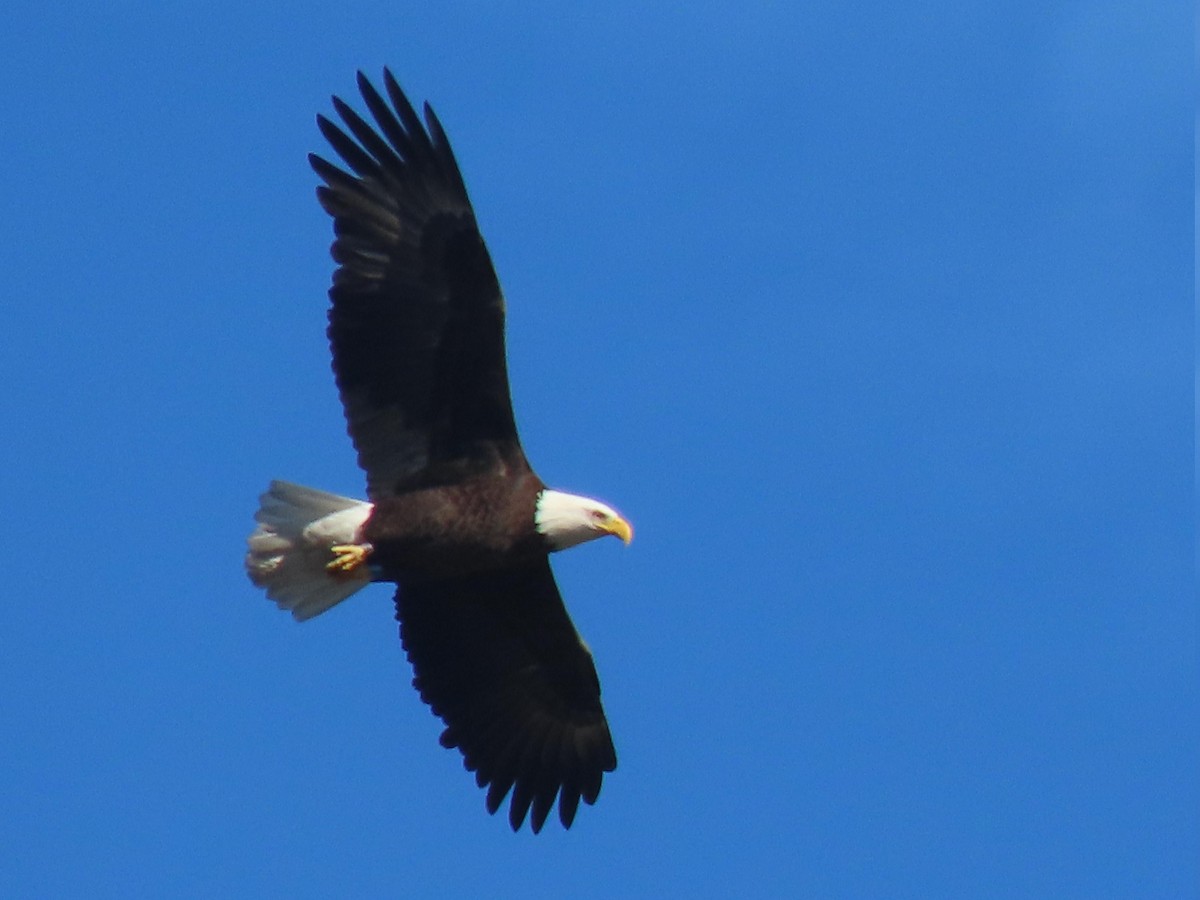 Bald Eagle - ML647205693