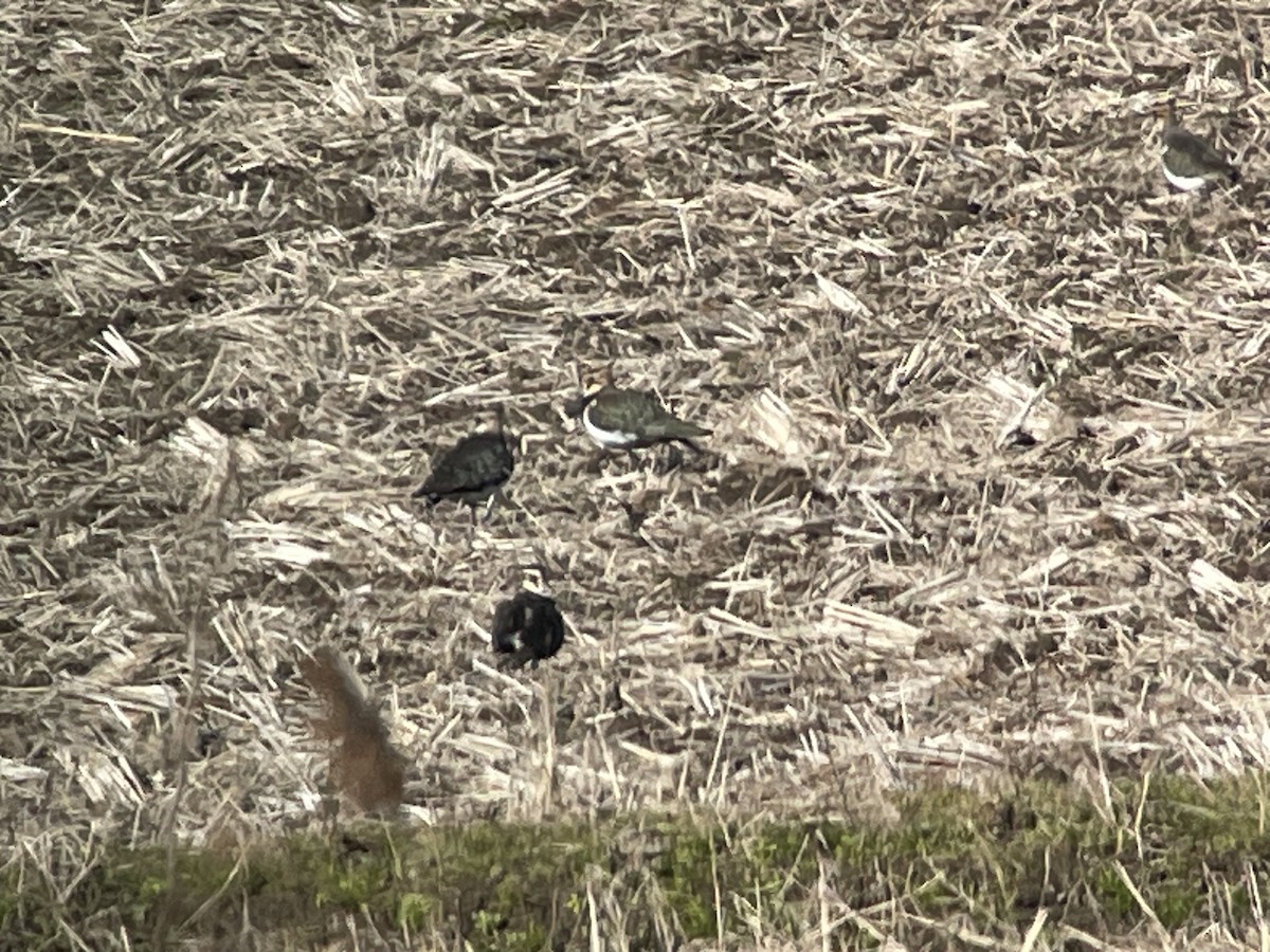 Чайка чубата - ML647205696