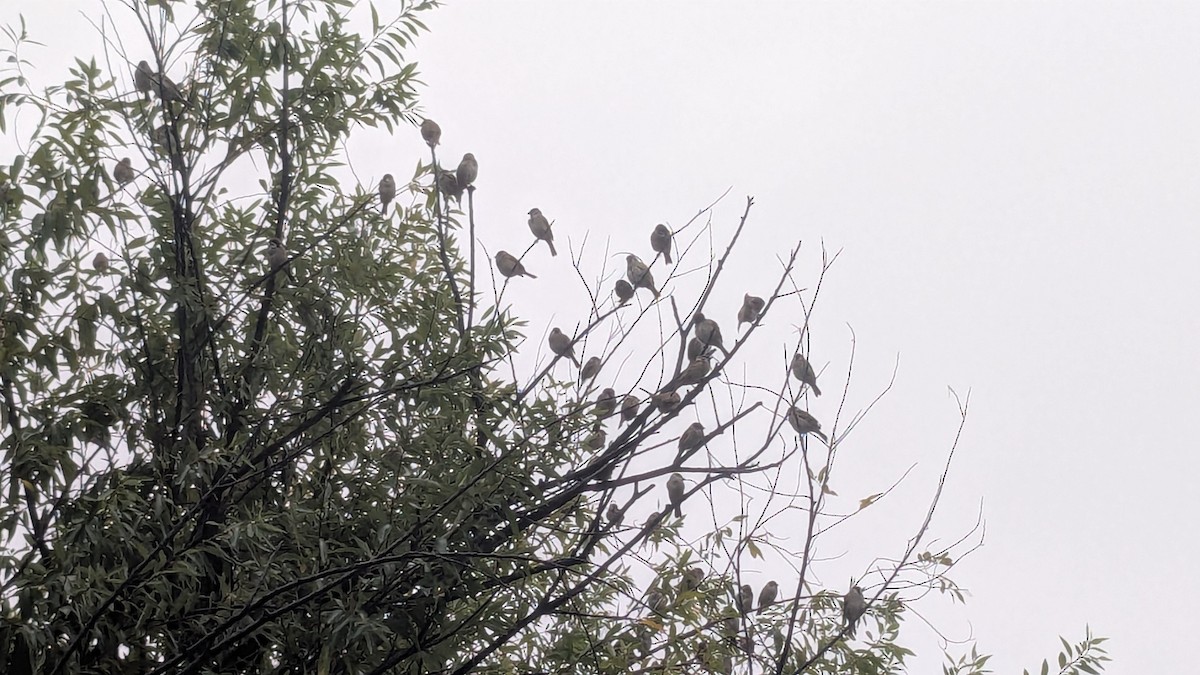 Eurasian Tree Sparrow - ML647205698