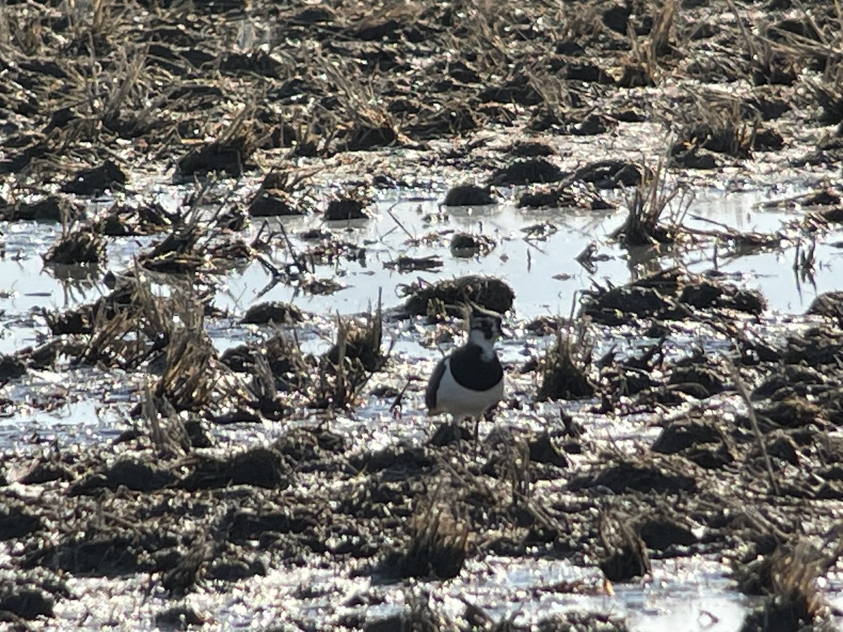 Чайка чубата - ML647205699