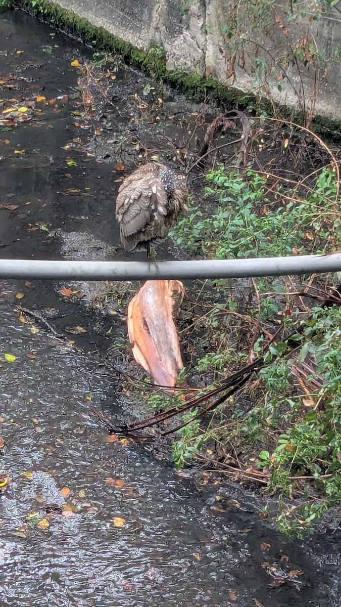 Malayan Night Heron - ML647205700