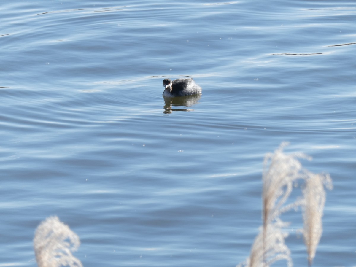 Пірникоза чорношия - ML647205726