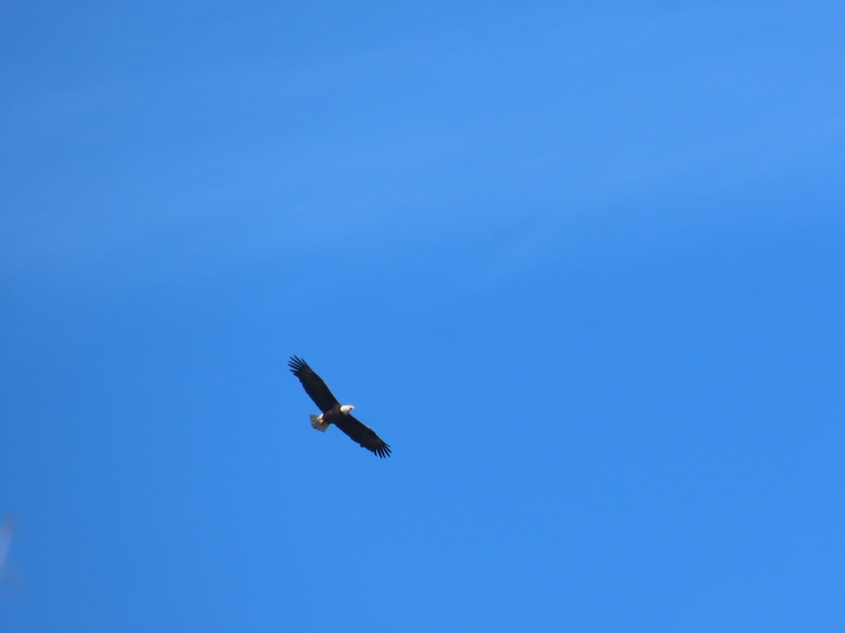 Bald Eagle - ML647205727