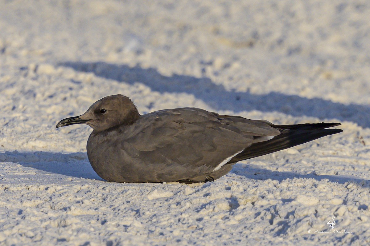 Мартин сірий - ML647205728