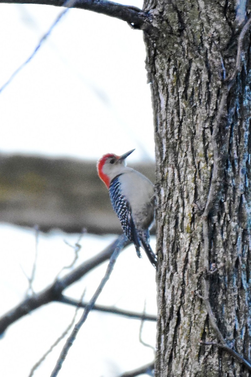 Red-bellied Woodpecker - ML647205729