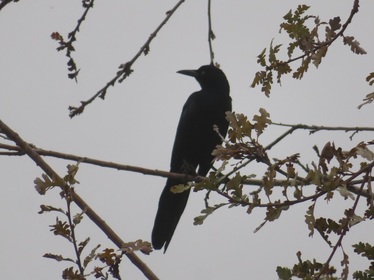 Great-tailed Grackle - ML647205734