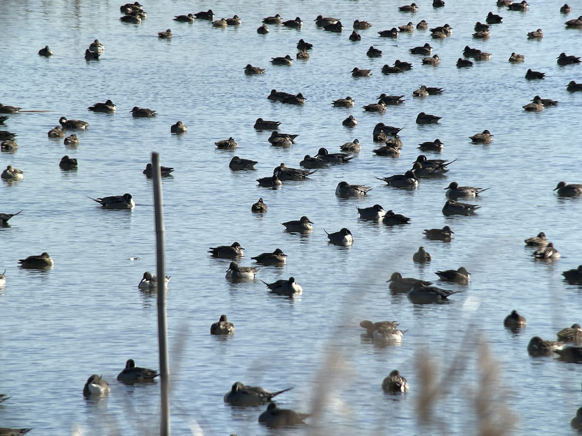 Шилохвіст північний - ML647205740