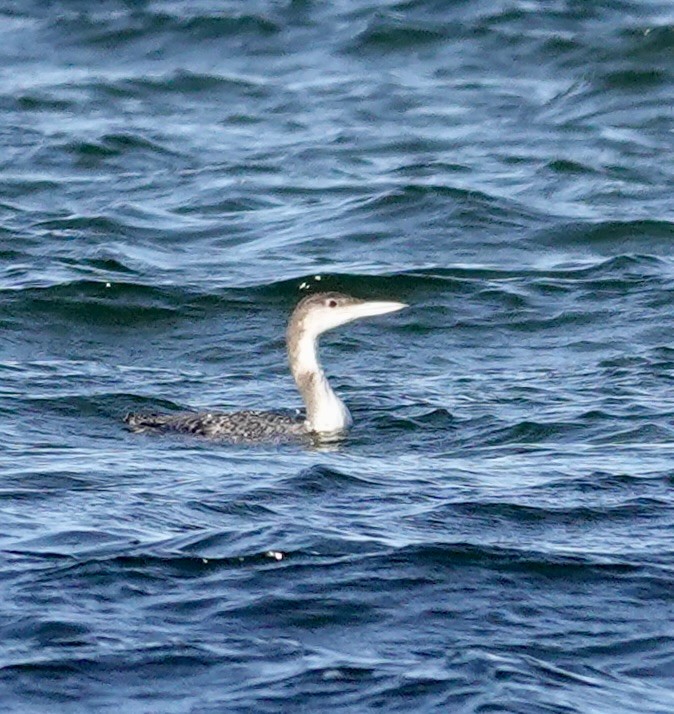 Common Loon - ML647205750