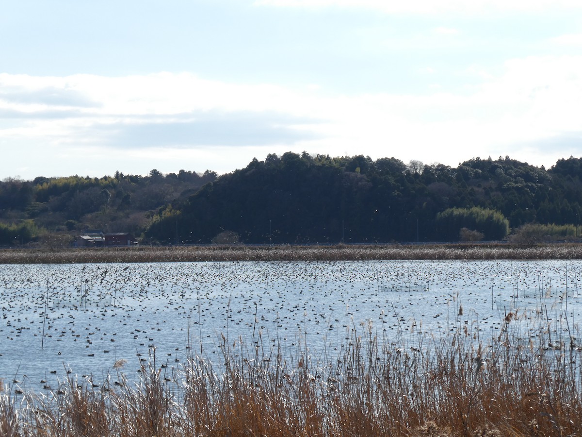 Чирянка-квоктун - ML647205756