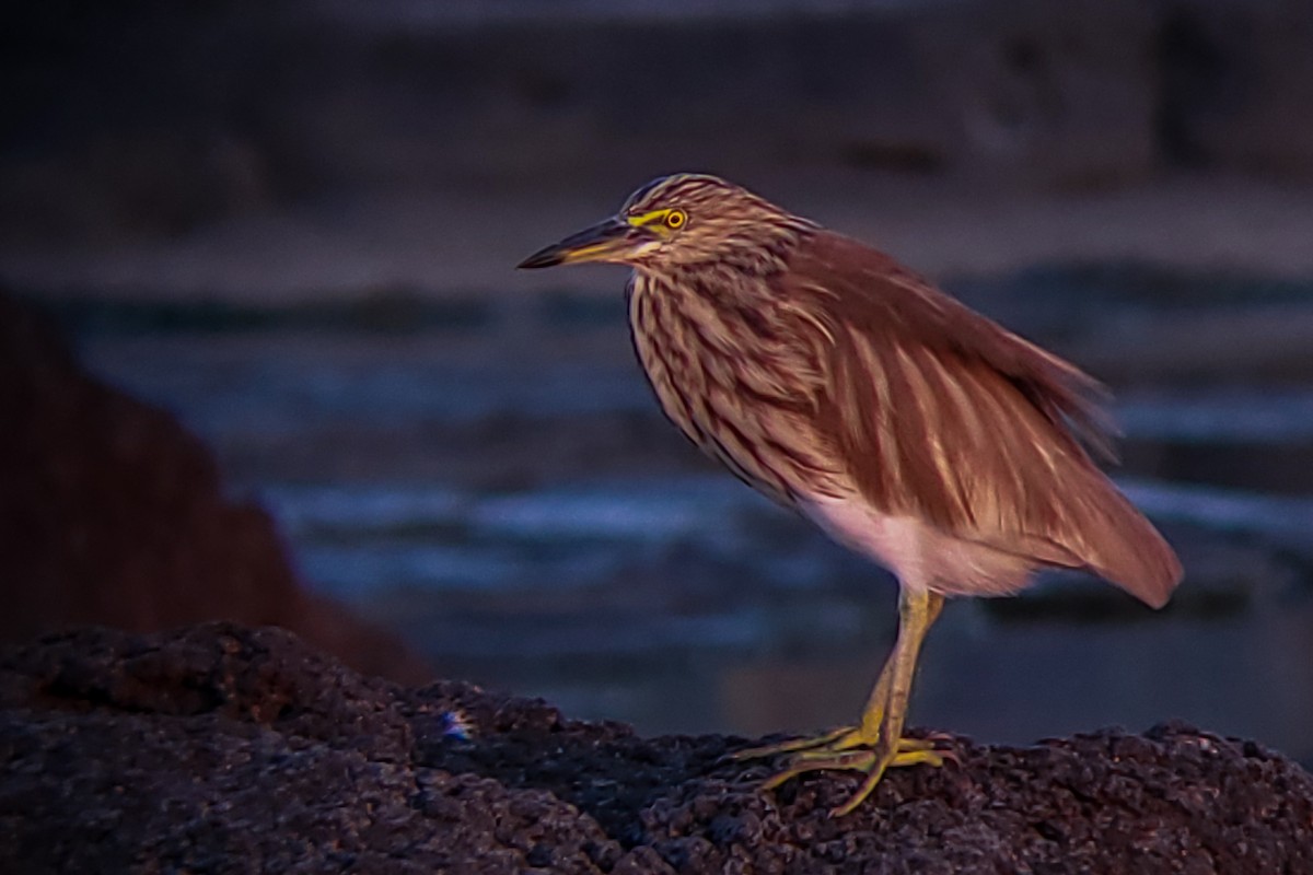 Indian Pond-Heron - ML647205768