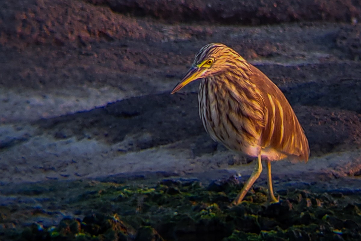 Indian Pond-Heron - ML647205769