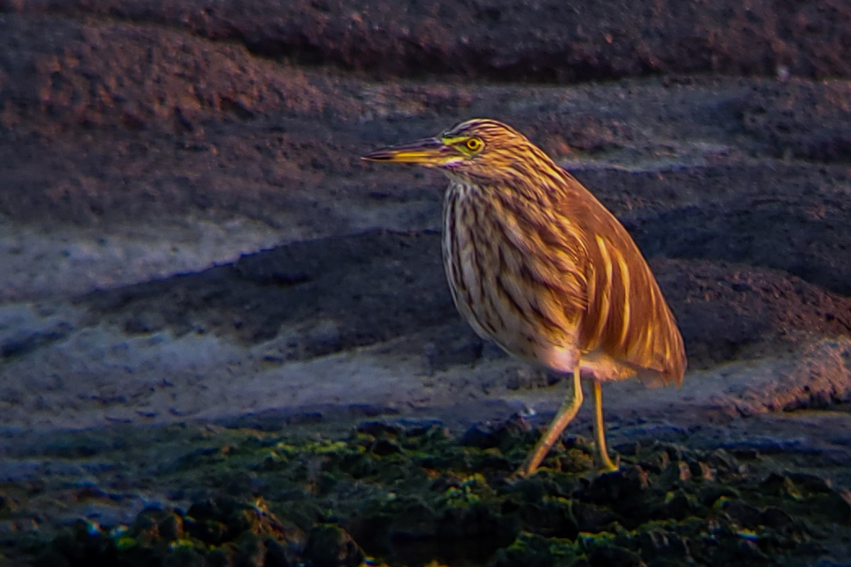 Indian Pond-Heron - ML647205770