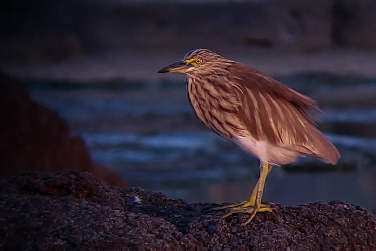 Indian Pond-Heron - ML647205771