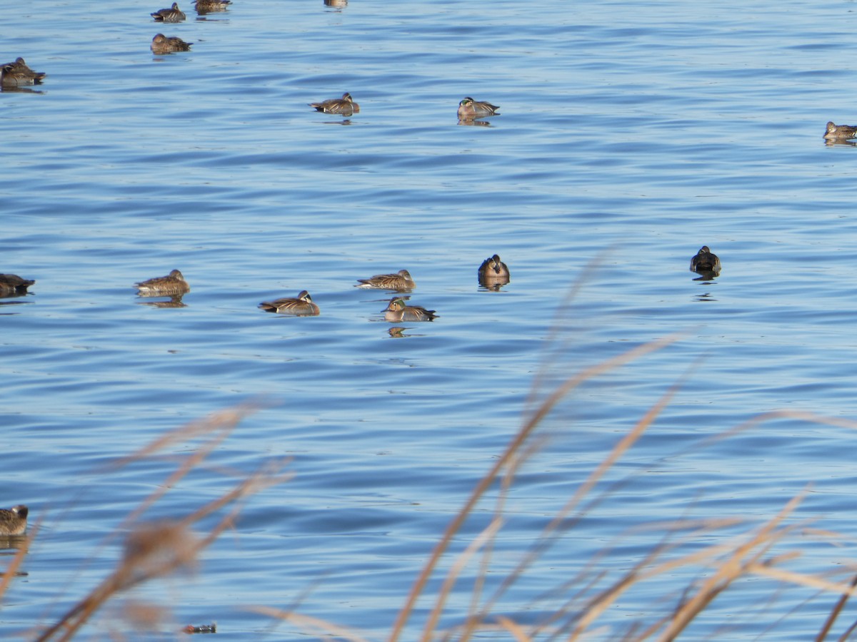 Чирянка-квоктун - ML647205774