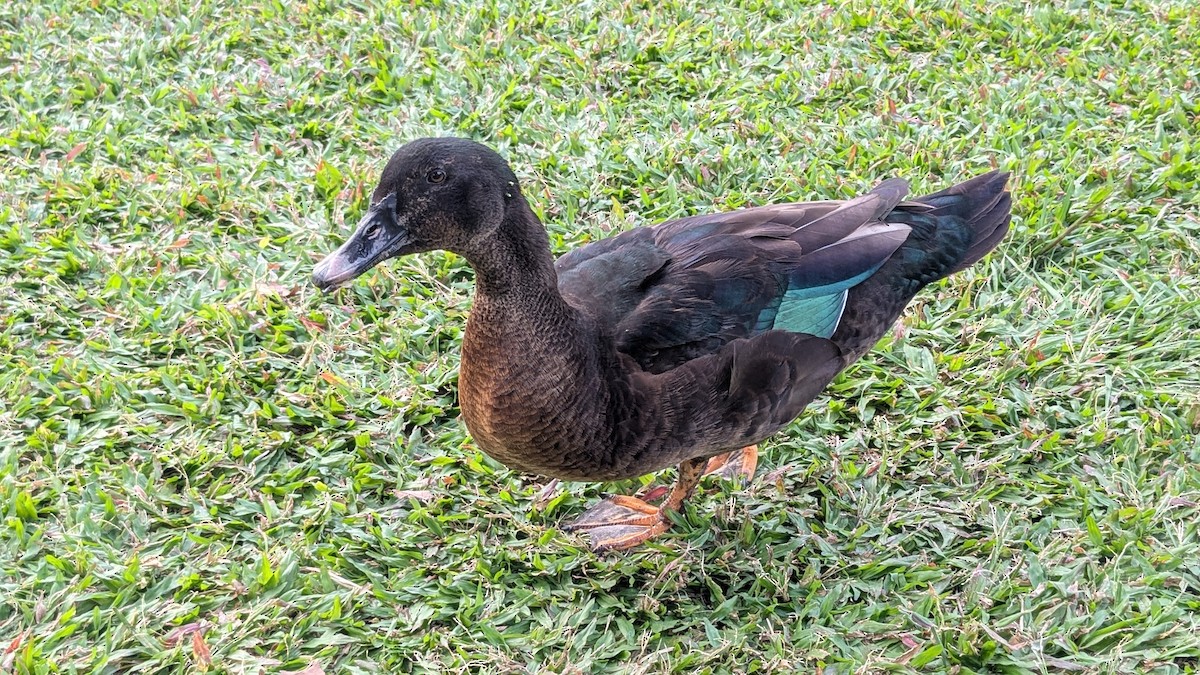 Muscovy Duck (Domestic type) - ML647205775