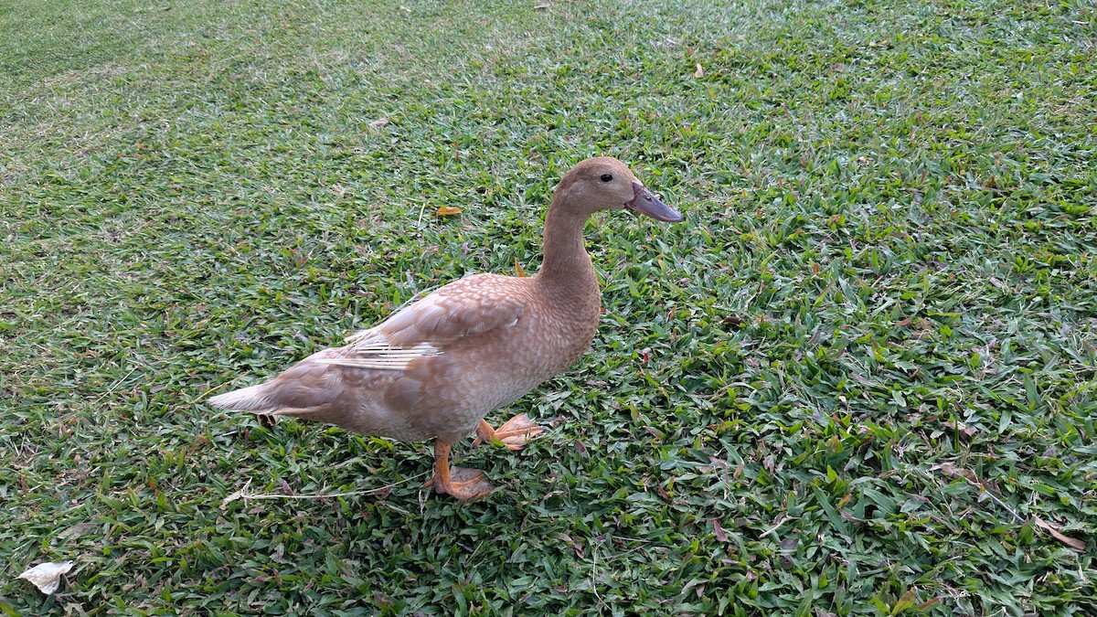 Muscovy Duck (Domestic type) - ML647205776