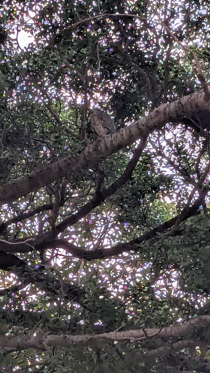 Malayan Night Heron - ML647205784