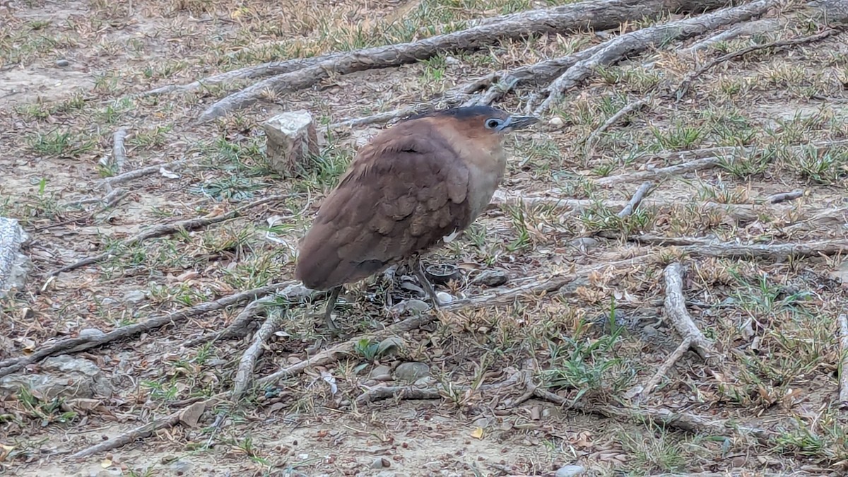 Malayan Night Heron - ML647205785