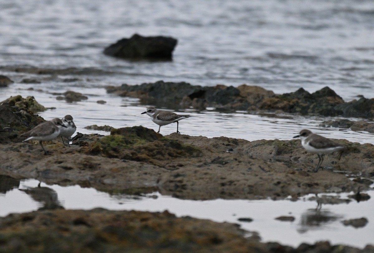Tibet Cılıbıtı - ML647205794