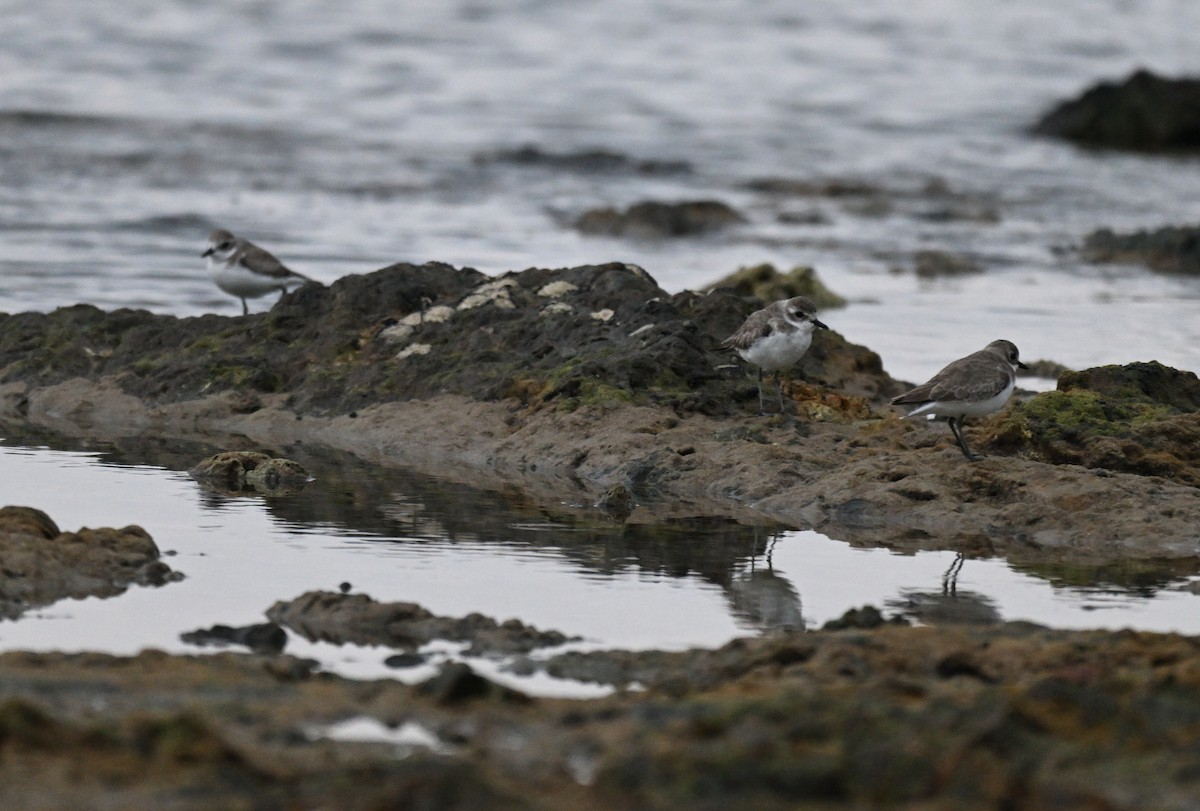 Tibet Cılıbıtı - ML647205795