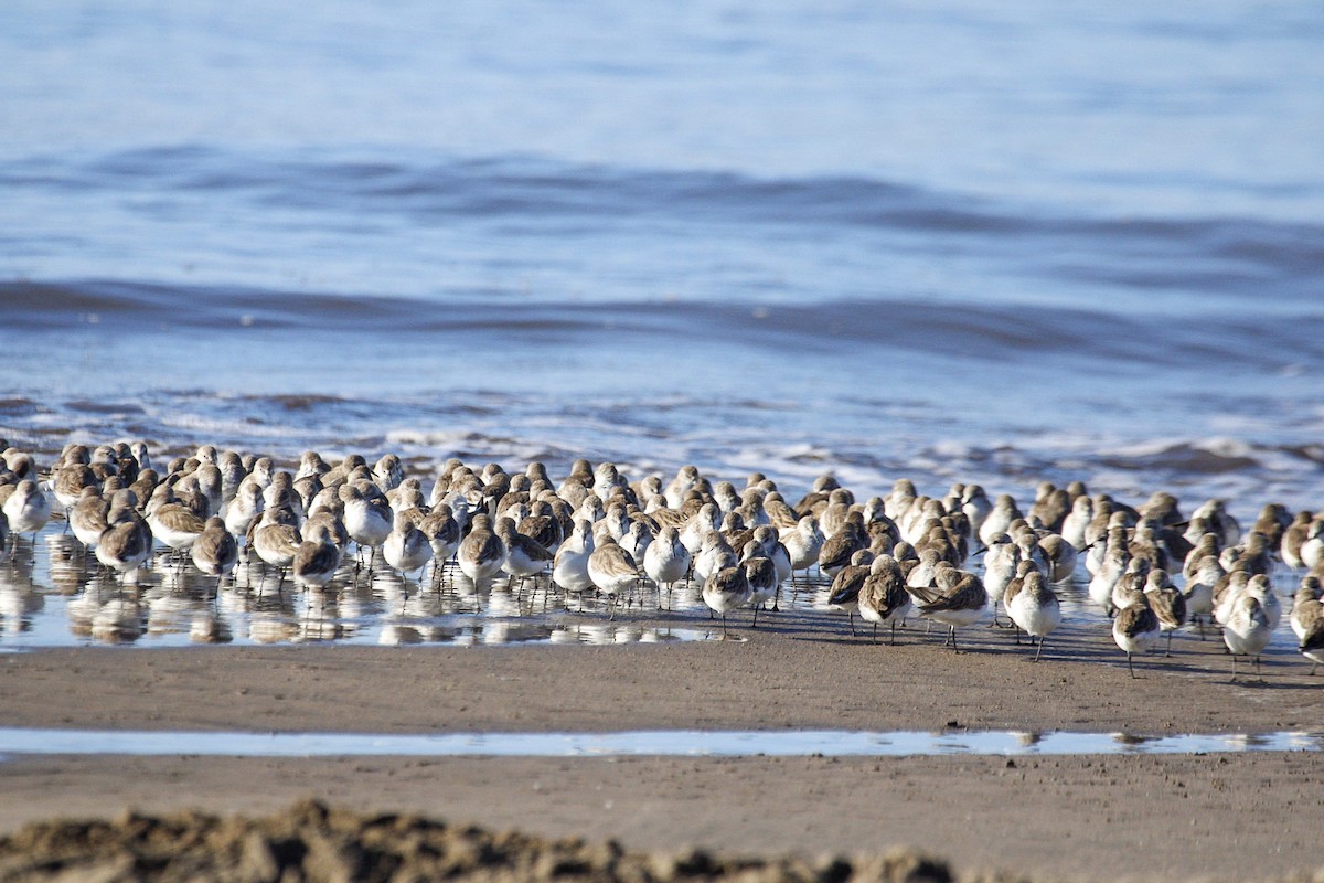 Gambecchio dell'Alaska - ML647205797