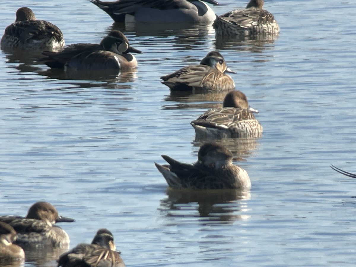 Чирянка-квоктун - ML647205798