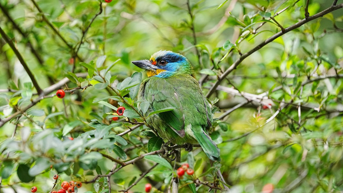Taiwan Barbet - ML647205825