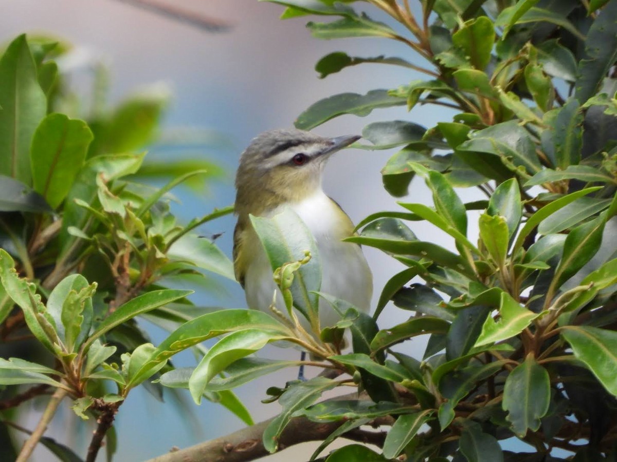 アカメモズモドキ - ML647205827