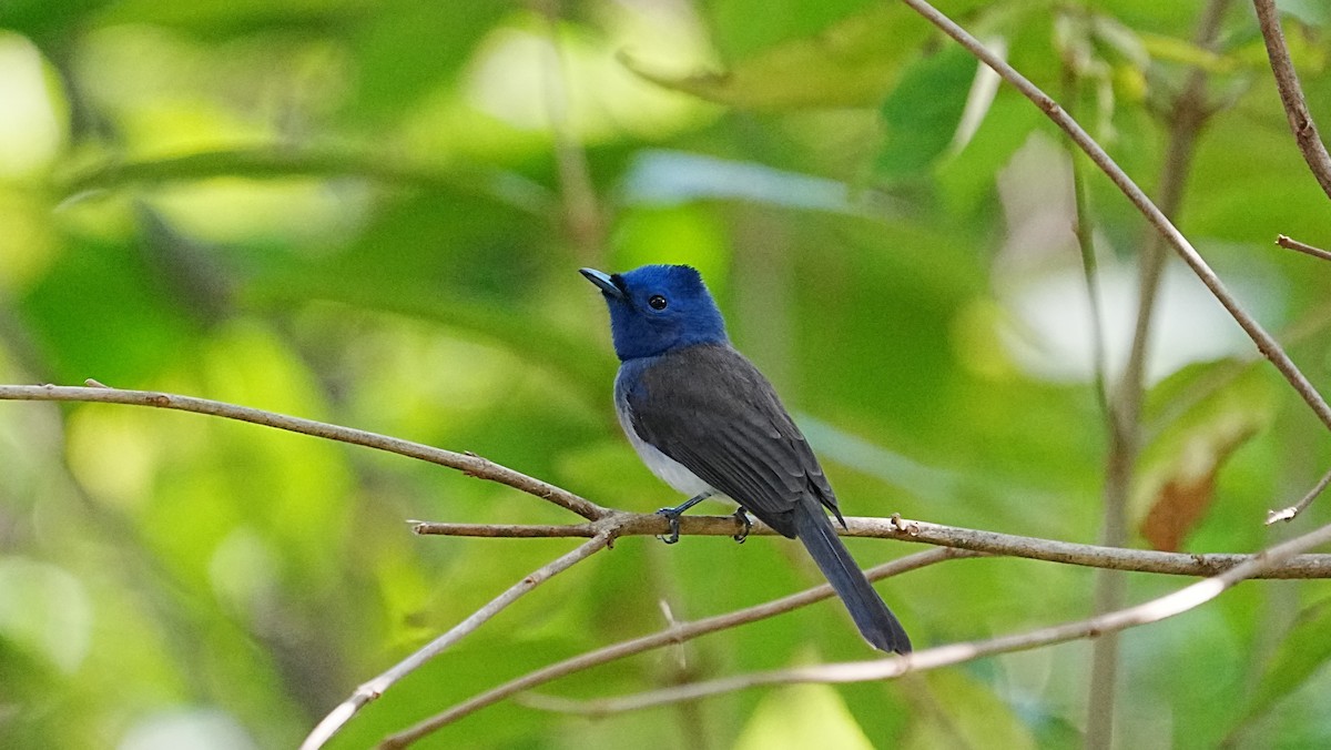 Black-naped Monarch - ML647205829