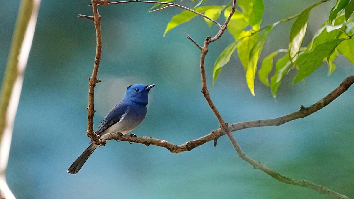 Black-naped Monarch - ML647205830
