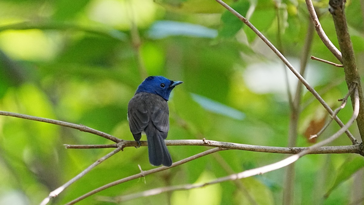 Black-naped Monarch - ML647205831