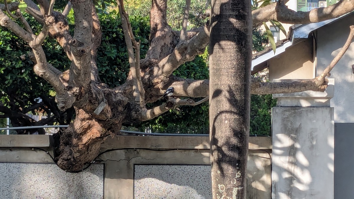 Oriental Magpie-Robin - ML647205842