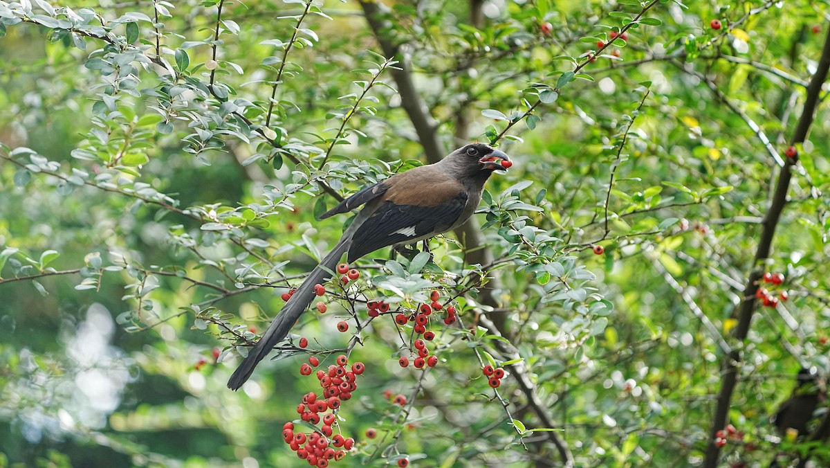 Gray Treepie - ML647205843