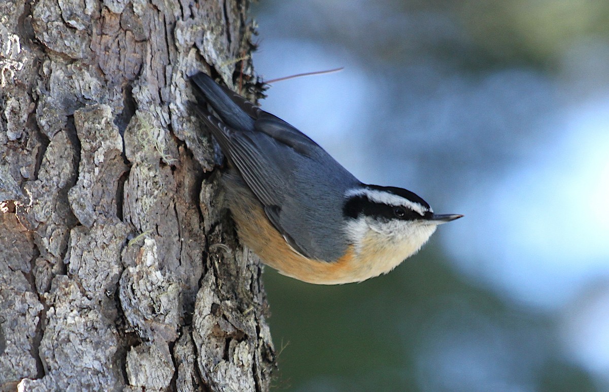 Red-breasted Nuthatch - ML647205845