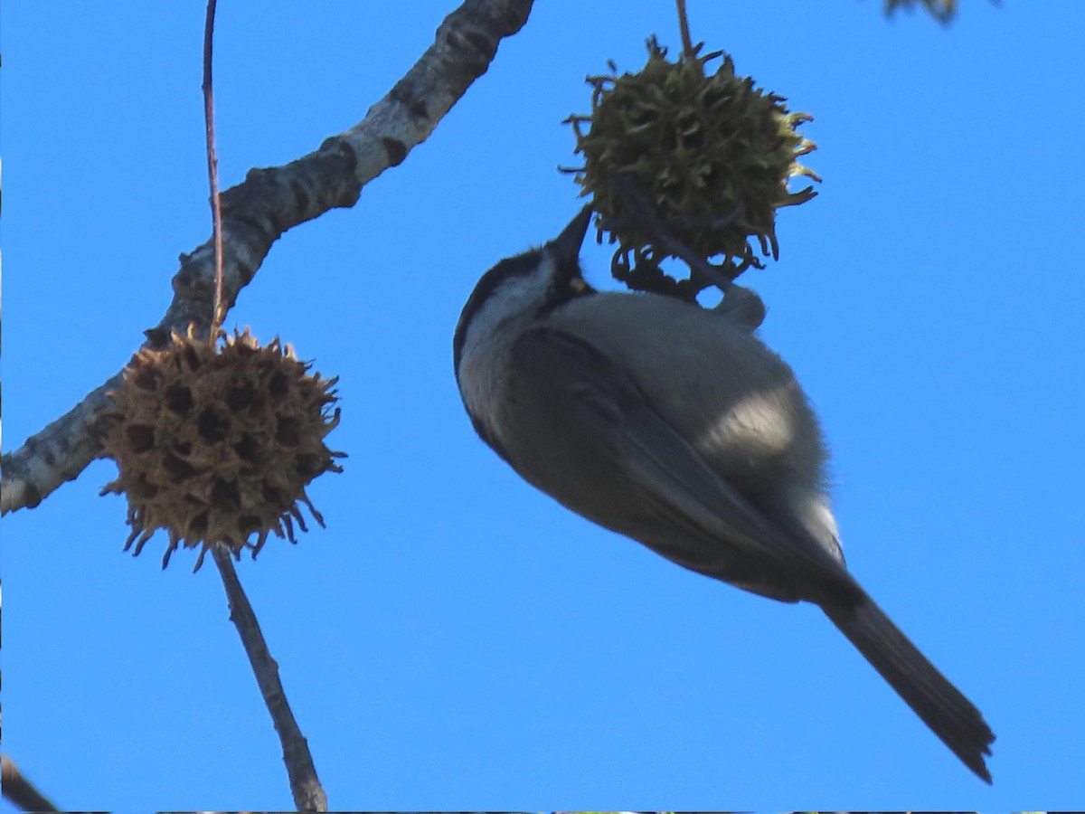 Mountain Chickadee - ML647205847